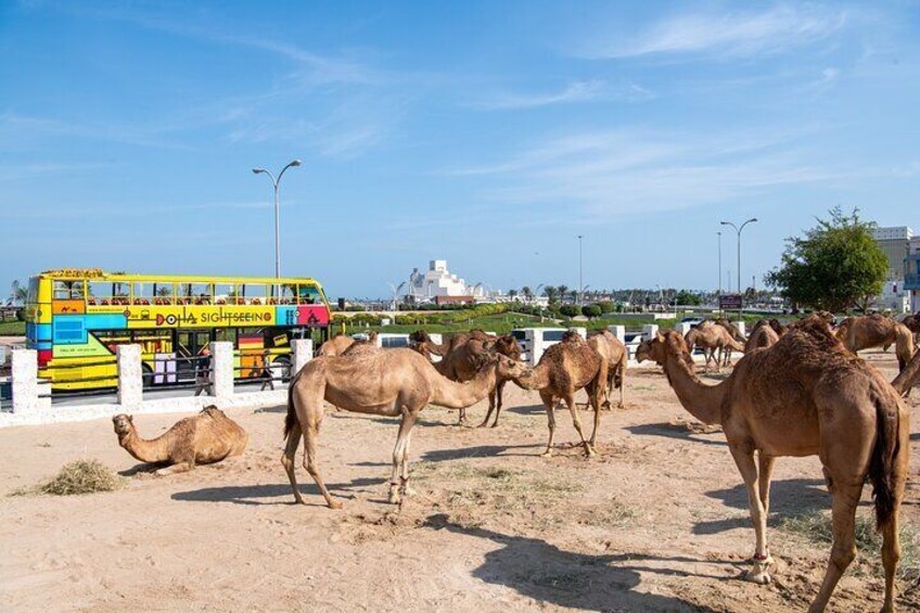 Hop On Hop Off Sightseeing Tour in Doha