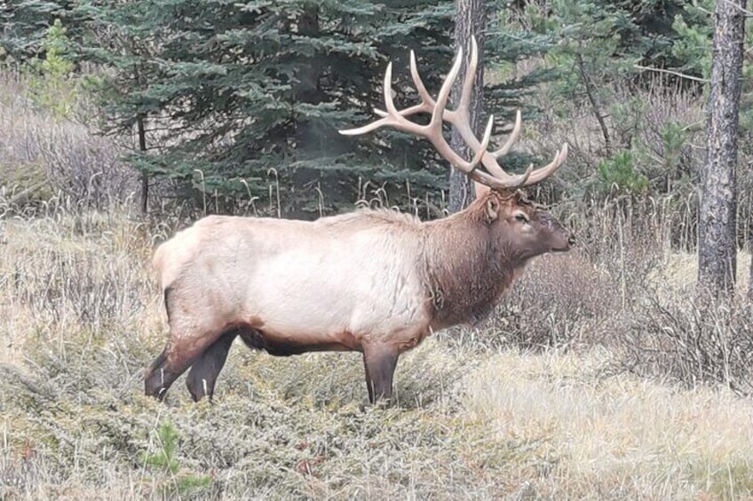 5 Days Canadian Rocky Banff and Jasper Tour from Vancouver