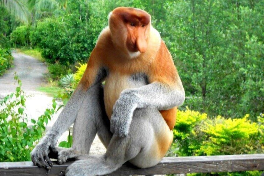 Proboscis Monkey (Nasalis Larvatus)