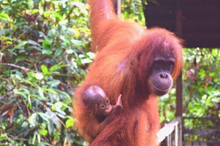 Sepilok Orangutan Rehabilitation Centre