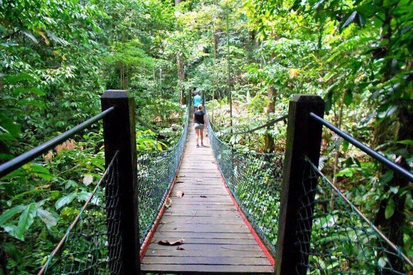 Rainforest Discovery Centre (RDC)