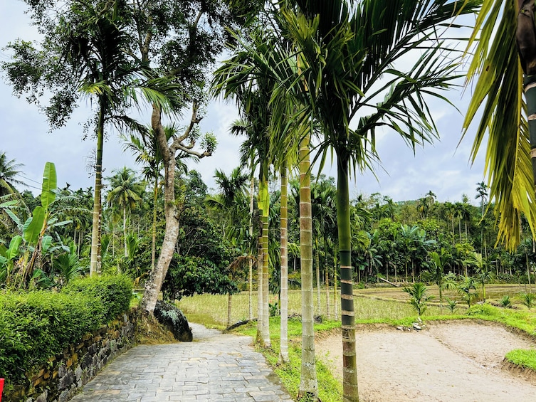 FULL-DAY LOC YEN ANCIENT VILLAGE & O O WATERFALL FROM HOI AN