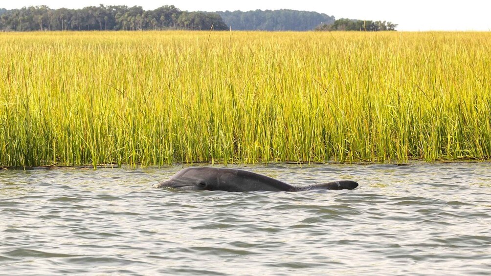 Picture 6 for Activity Hilton Head: 2 Hour Private Dolphin Tour