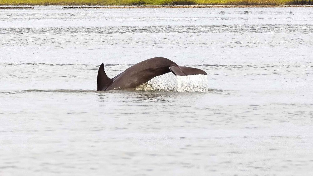 Picture 6 for Activity Hilton Head: Calibogue Sound Private Dolphin Boat Charter