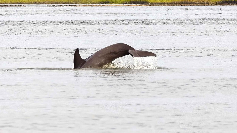 Picture 4 for Activity Hilton Head: 2 Hour Private Dolphin Tour