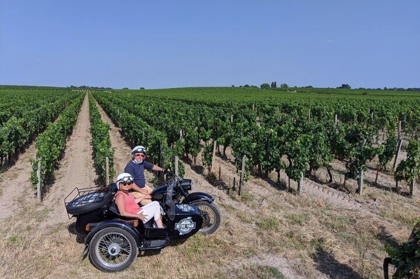 In the vineyards