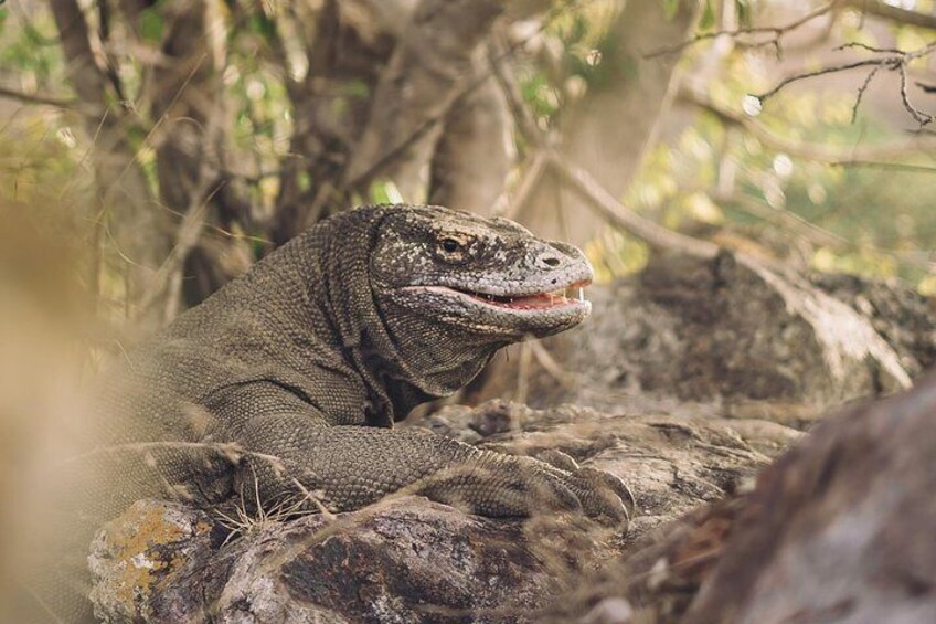 Komodo Private tour 3Days 2 Night 