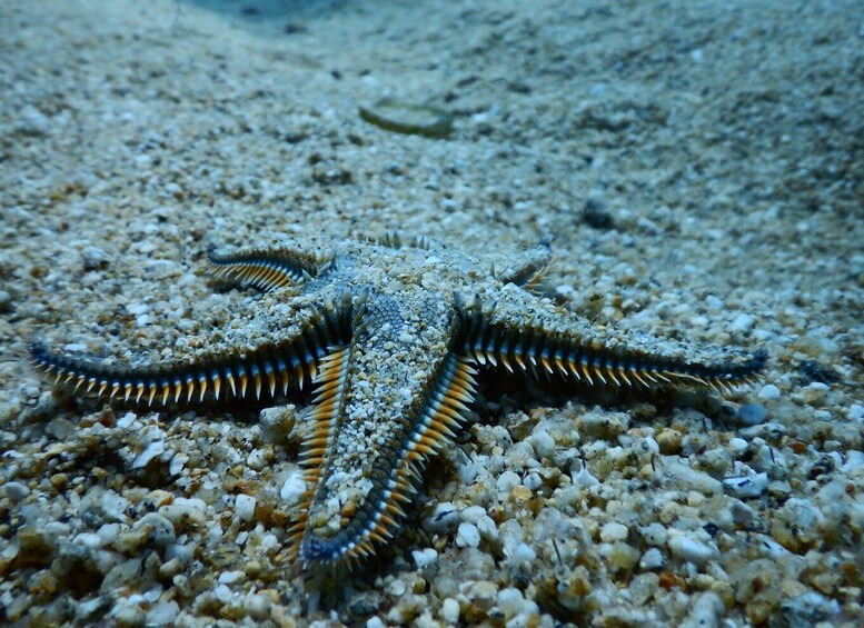 Picture 10 for Activity PADI Open Water Course at Messinia