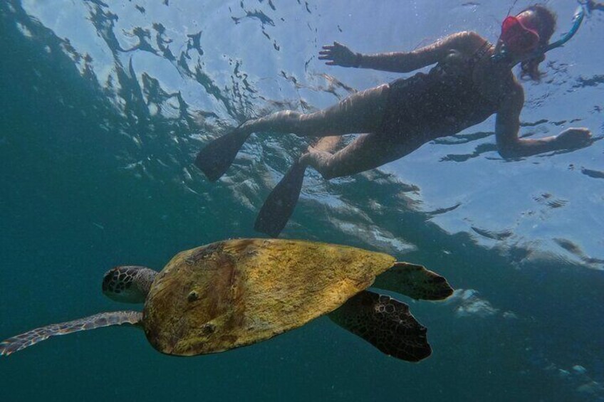 Snorkeling with turtles in Fujairah with BBQ lunch 