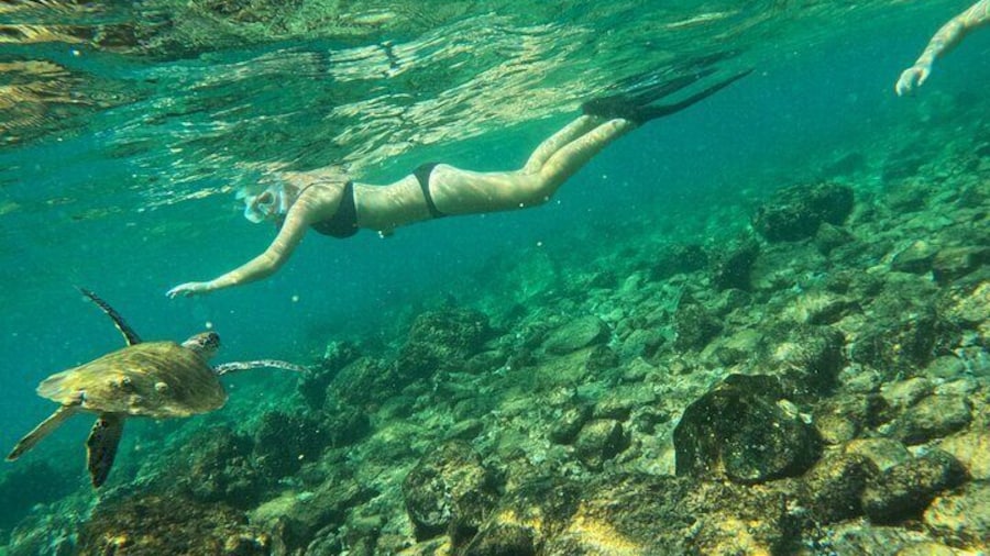 Snorkeling with turtles in Fujairah with BBQ lunch