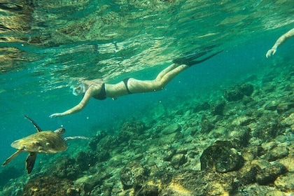 Snorkeling with turtles in Fujairah with BBQ lunch