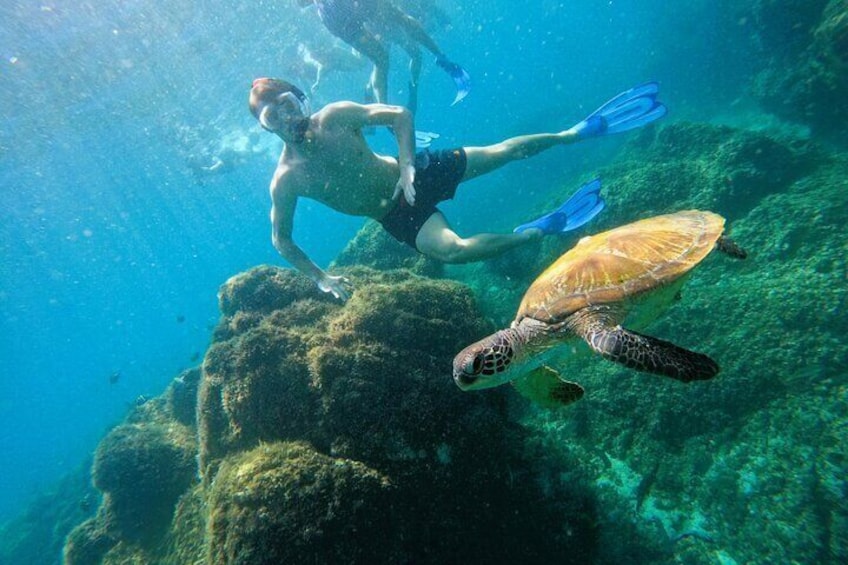 Snorkeling with turtles in Fujairah with BBQ lunch 