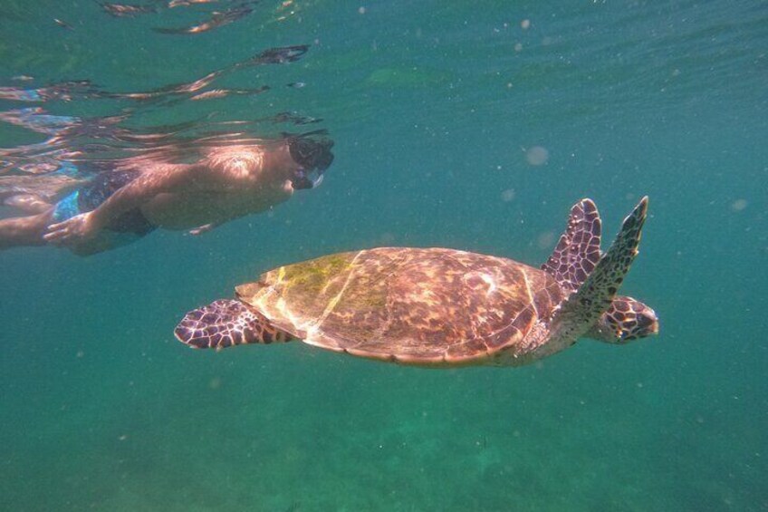 Snorkeling with turtles in Fujairah with BBQ lunch 