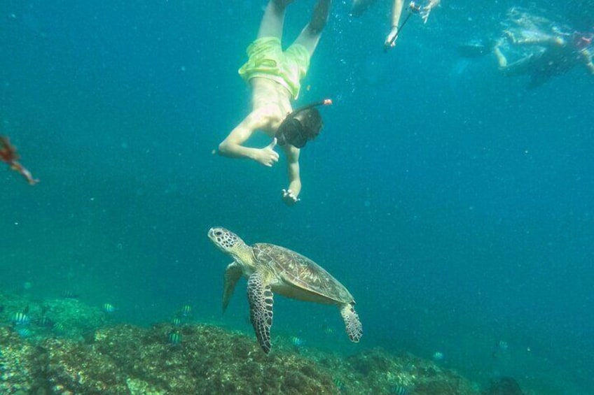 Snorkeling with turtles in Fujairah with BBQ lunch 