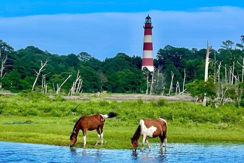 Kayak Tour around Chincoteague and Assateague Islands