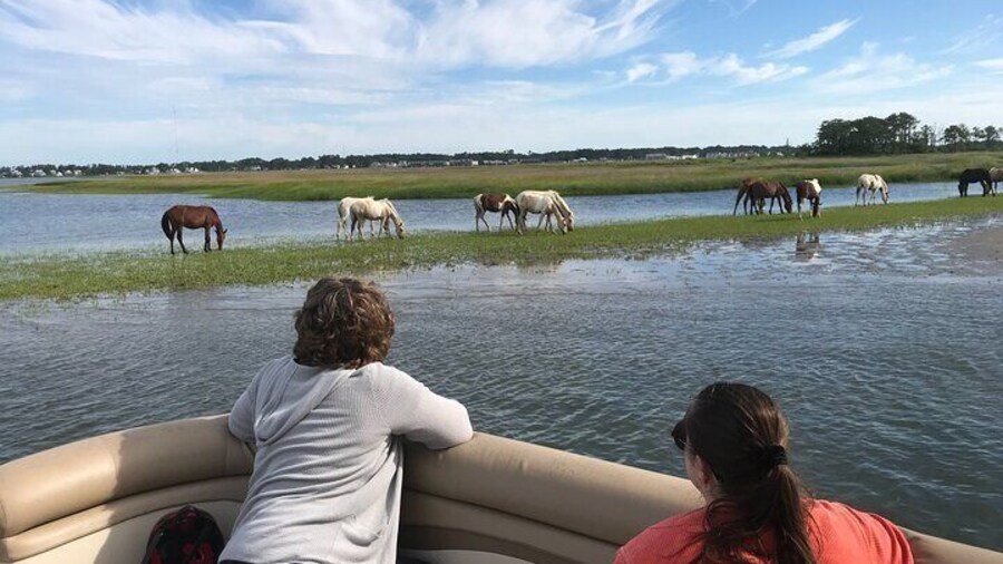 Grand Boat Tour around Chincoteague and Assateague Islands