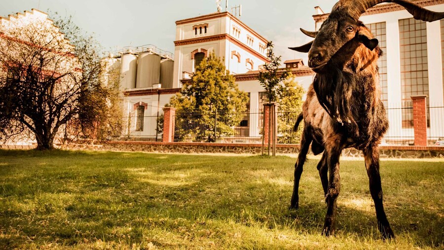 Velke Popovice: Kozel Brewery Tour with Beer Tasting