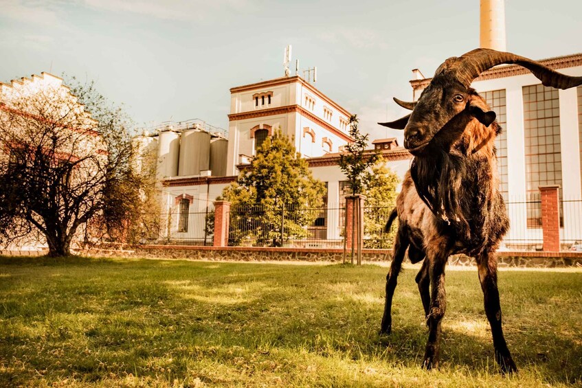 Velke Popovice: Kozel Brewery Tour with Beer Tasting