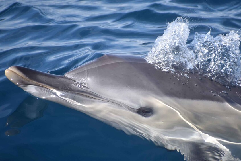 Picture 3 for Activity Lagos: Dolphin & Benagil Tour with Marine Biologist