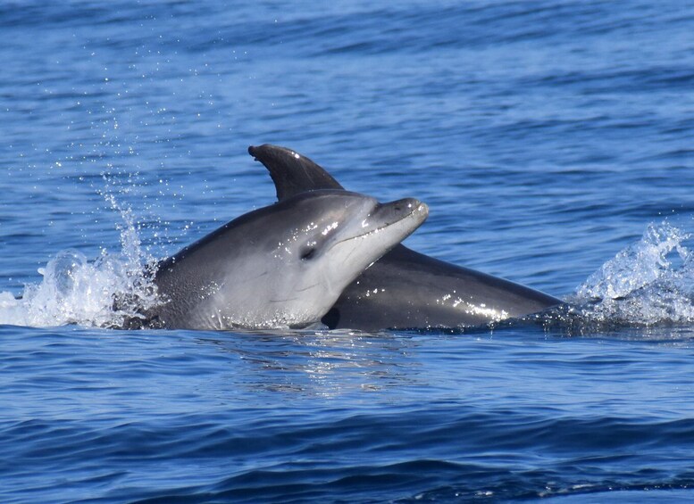 Picture 4 for Activity Lagos: Dolphin & Benagil Tour with Marine Biologist