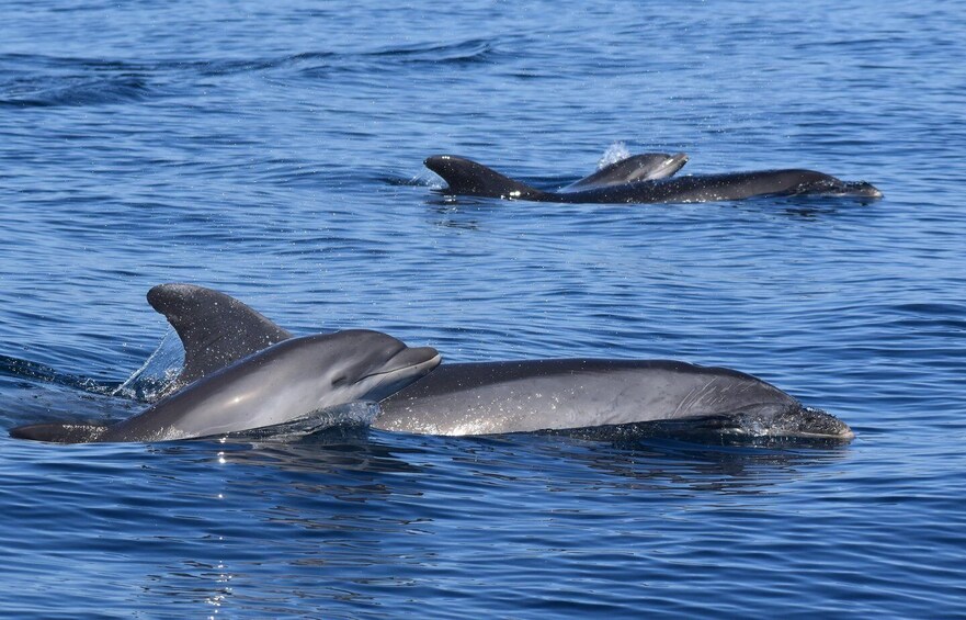 Picture 12 for Activity Lagos: Dolphin & Benagil Tour with Marine Biologist