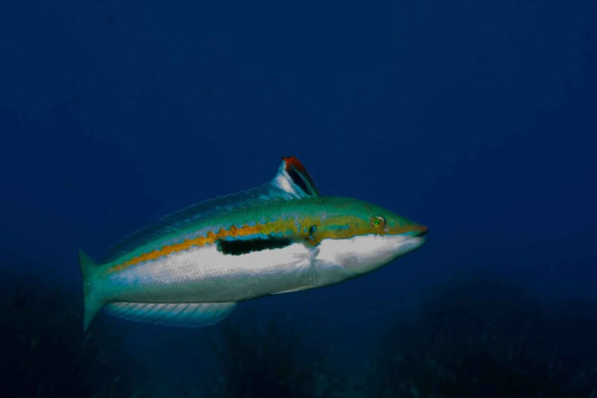 Picture 2 for Activity From Vasiliki: Lefkada Snorkeling Tour by Boat