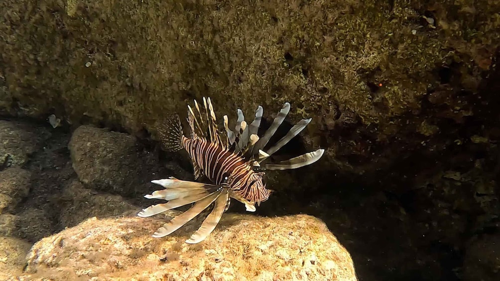 Picture 9 for Activity Snorkeling guided tour in beautiful Marathopoli