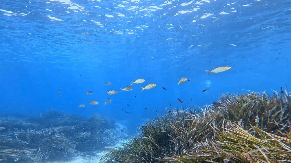 Picture 11 for Activity Snorkeling guided tour in beautiful Marathopoli