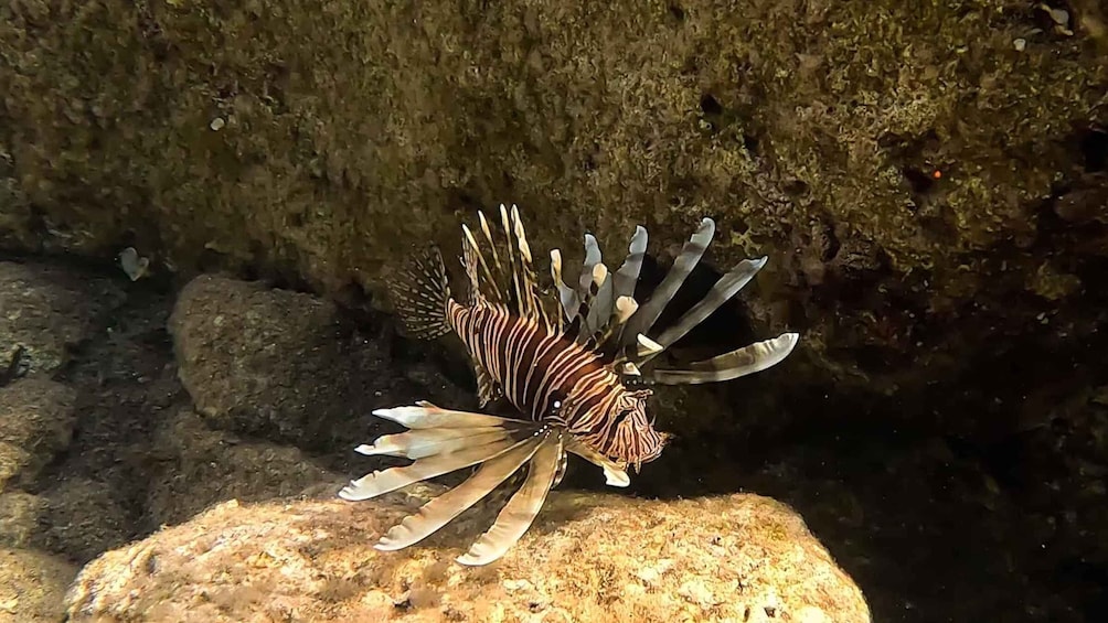 Picture 9 for Activity Snorkeling guided tour in beautiful Marathopoli