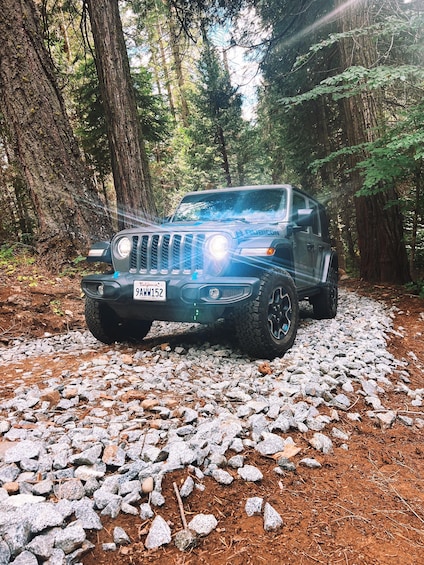 Picture 2 for Activity Yosemite Giant Sequoia Private 4X4 Jeep Tour