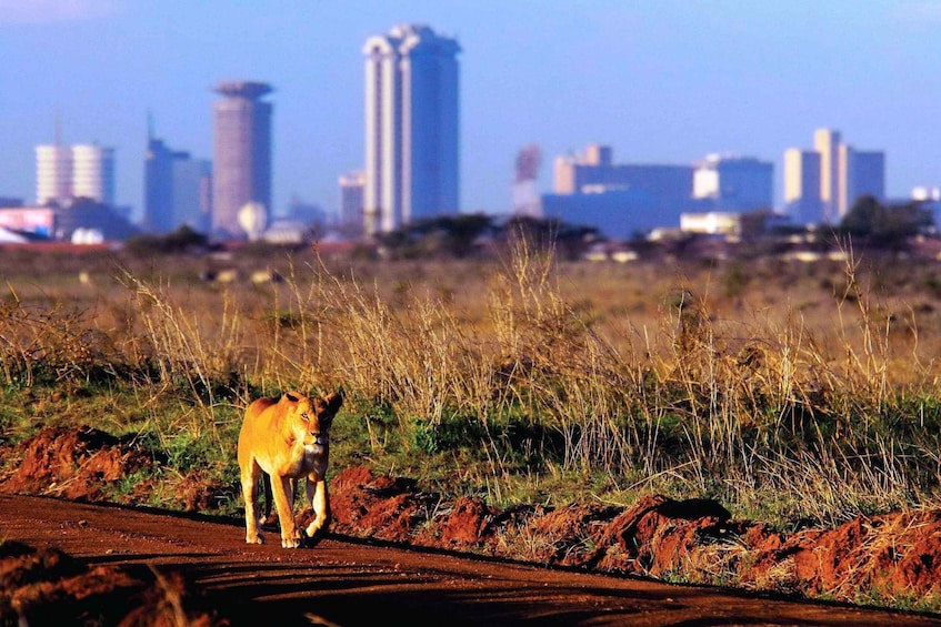 Picture 5 for Activity Nairobi National Park Full or Half-Day Tour with Guide