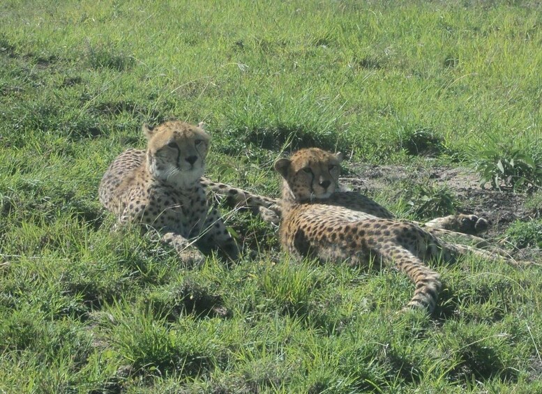 Picture 3 for Activity Nairobi National Park Full or Half-Day Tour with Guide