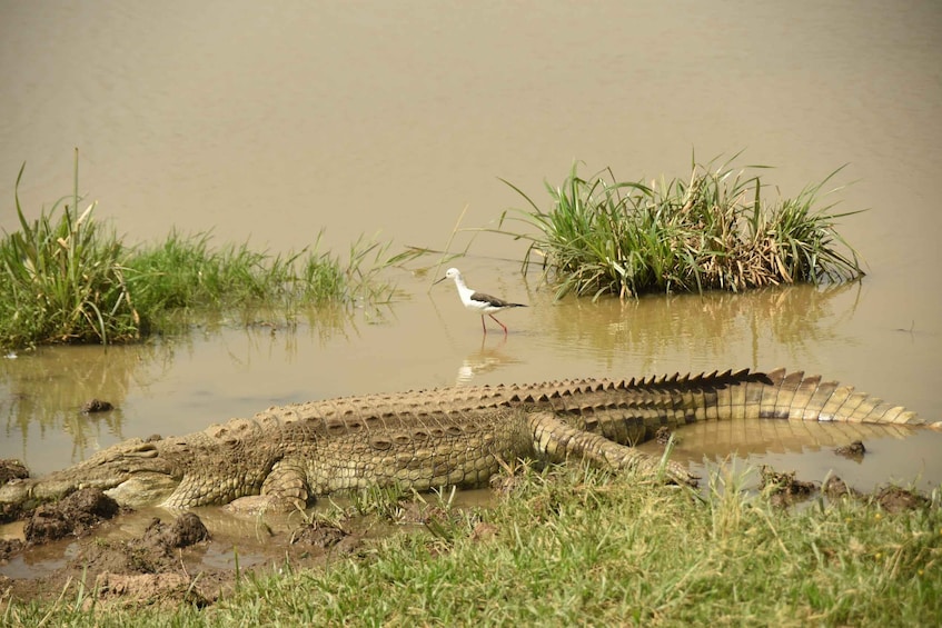 Picture 4 for Activity Nairobi National Park Full or Half-Day Tour with Guide