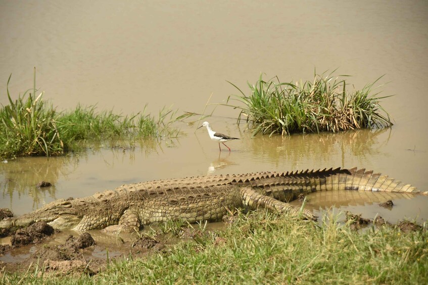 Picture 4 for Activity Nairobi National Park Full or Half-Day Tour with Guide