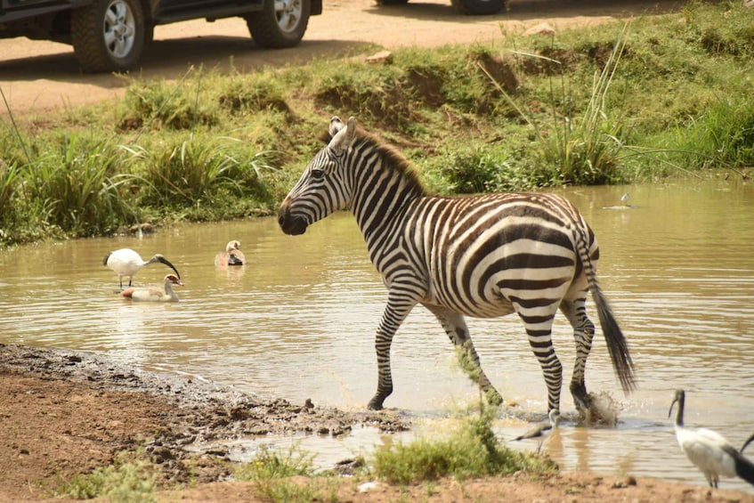 Picture 10 for Activity Nairobi National Park Full or Half-Day Tour with Guide