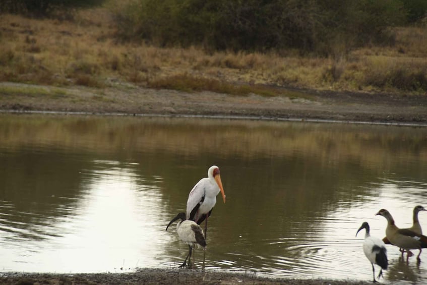 Picture 8 for Activity Nairobi National Park Full or Half-Day Tour with Guide