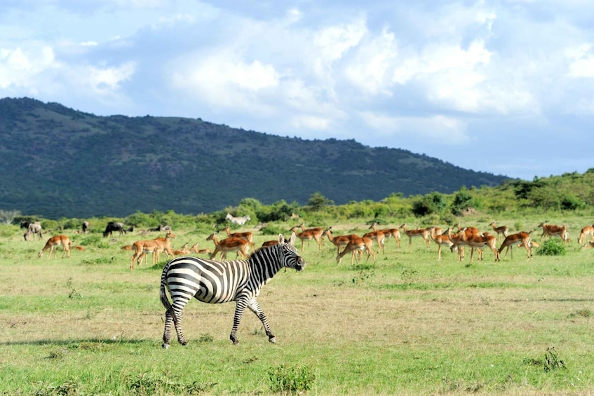 Picture 1 for Activity Nairobi National Park Full or Half-Day Tour with Guide