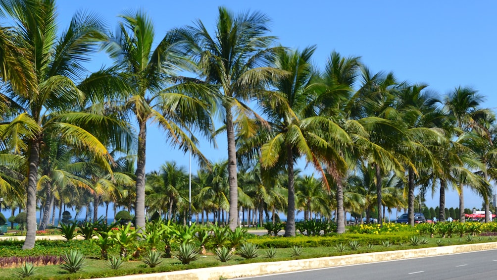 Row of palm trees in Da Nang