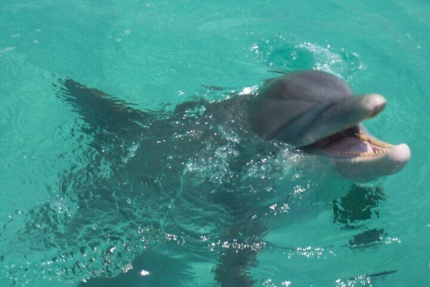 Swim with the Dolphins Boat Tour in Panama City Beach