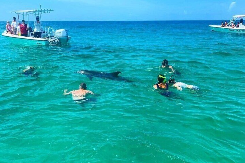 Swim with the Dolphins Boat Tour in Panama City Beach