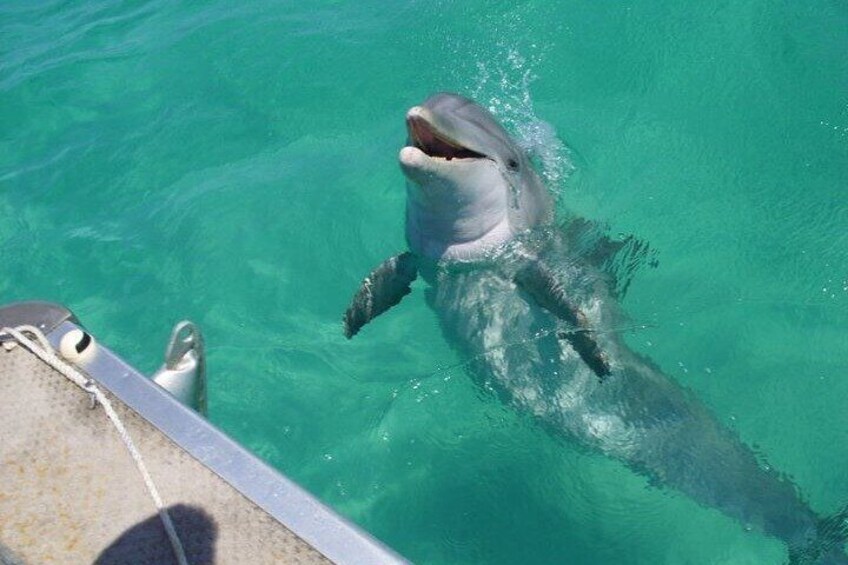 Swim with the Dolphins Boat Tour in Panama City Beach