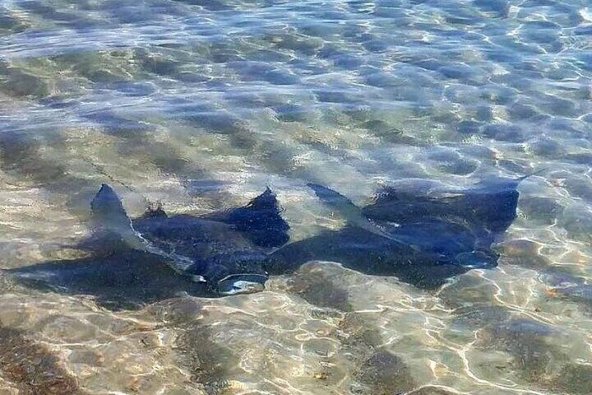 Swim with the Dolphins Boat Tour in Panama City Beach