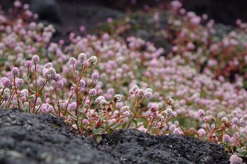 Discovery of Reunion Island The Authentic and Unmissable Wild Coast