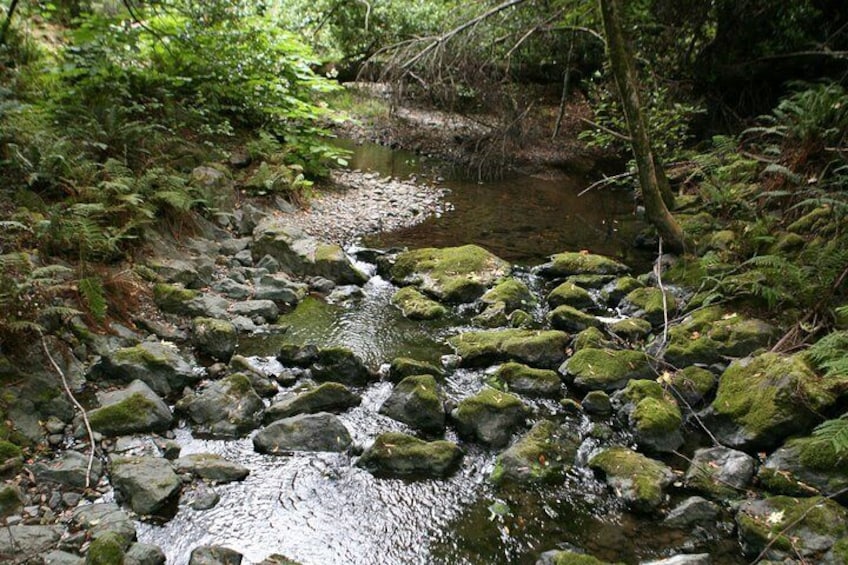 Redwoods of Marin and Mt. Tamalpais Walking Tour with Local Guide