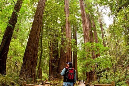 Redwoods of Marin and Mt. Tamalpais Walking Tour with Local Guide