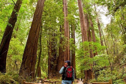 Redwoods of Marin and Mt. Tamalpais Walking Tour with Local Guide