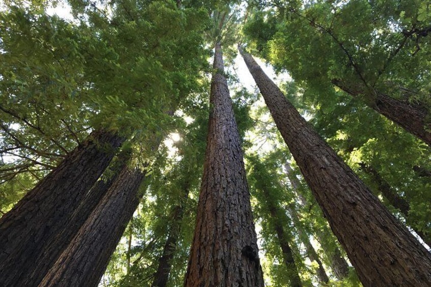 Redwoods of Marin and Mt. Tamalpais Walking Tour with Local Guide