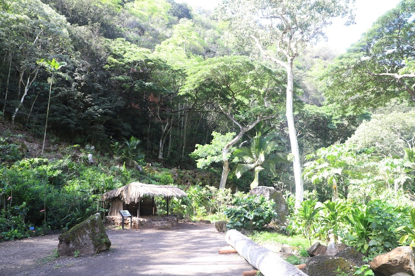 Waimea Waterfall Hike & Swim w/Dole Plantation (Breakfast/Lunch included)