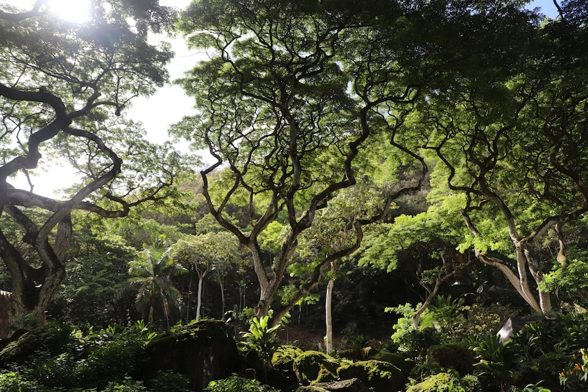 Waimea Waterfall Hike & Swim w/Dole Plantation (Breakfast/Lunch included)