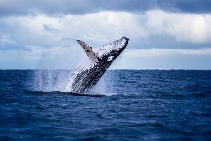 Whales, turtles and dolphins are some of the wild life you can spot on the tour